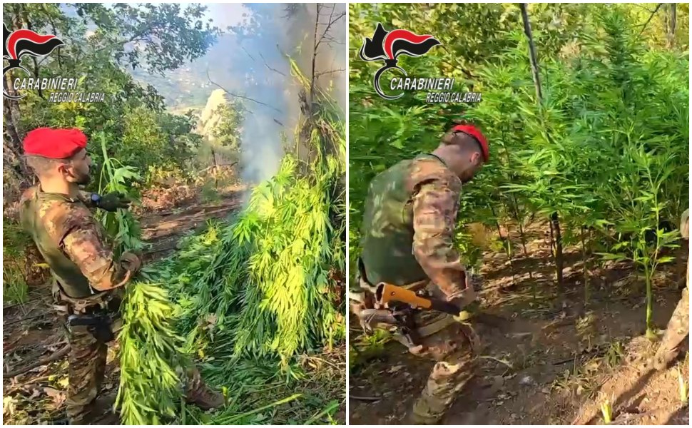 Maxi piantagione marijuana