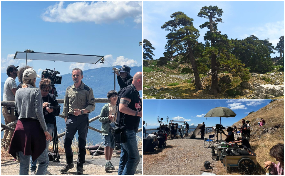 Pini loricati Papaleo