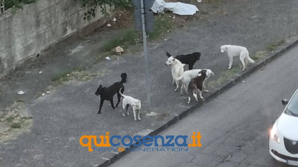 cani-randagi-cosenza