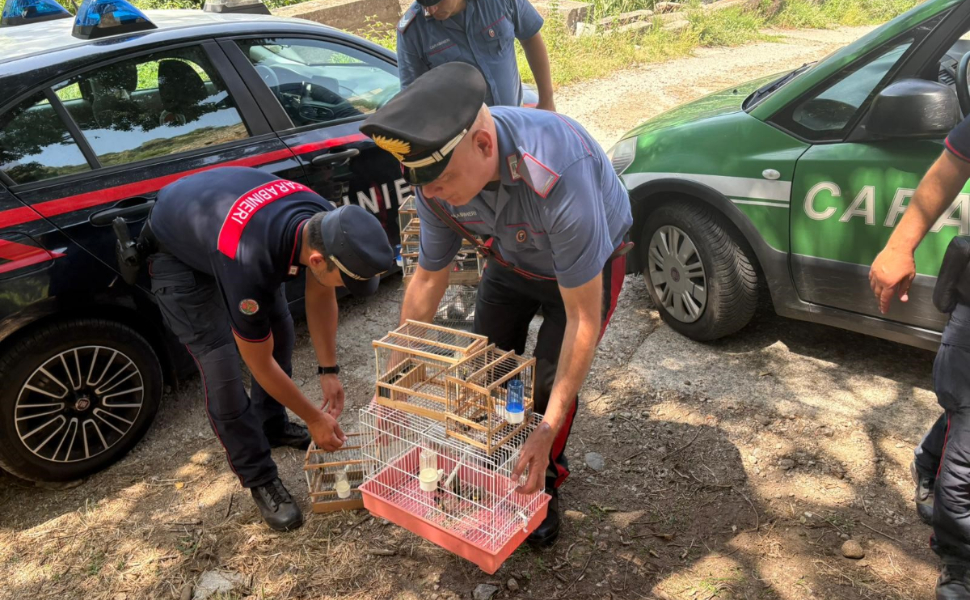 cardellini-in-gabbia