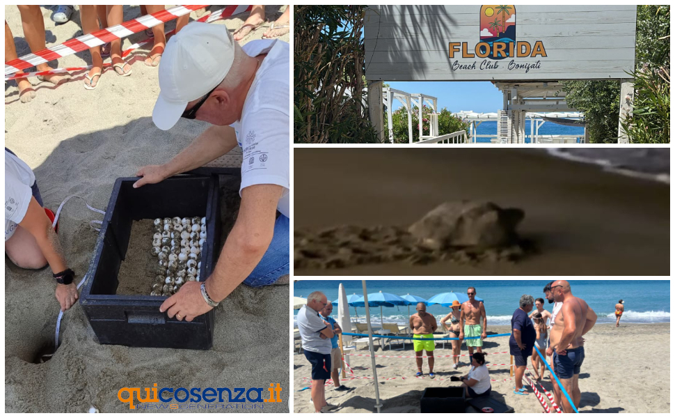 carretta carretta uova tirreno cosentino