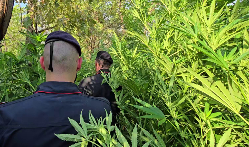 Nuovo blitz tra i boschi dell'Aspromonte: sequestrate e distrutte centinaia di piante di marijuana 51 Carabinieri-canapa-Aspromonte