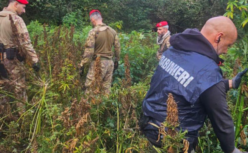 cannabis-sequestrata