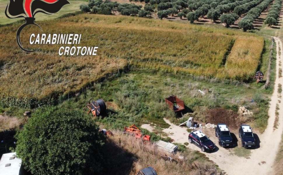 carabinieri crotone marijuana mais