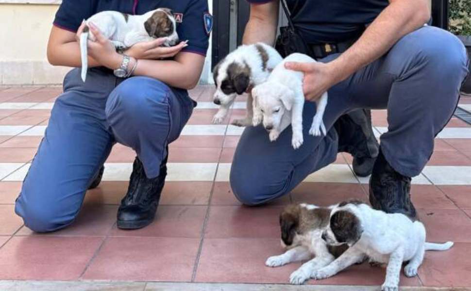 cuccioli-abbandonati-polizia