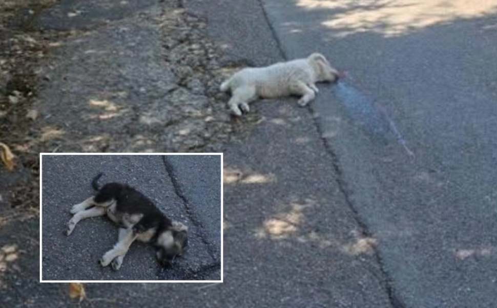 cuccioli uccisi cotronei