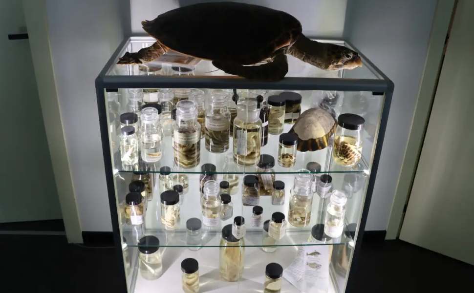 Unical: inaugurati nuovi musei hi-tech: Zoologia, Mineralogia e Petrografia. Esperienze immersive e realtà aumentate 79 inauguraione museo mineralogia petrografia 012