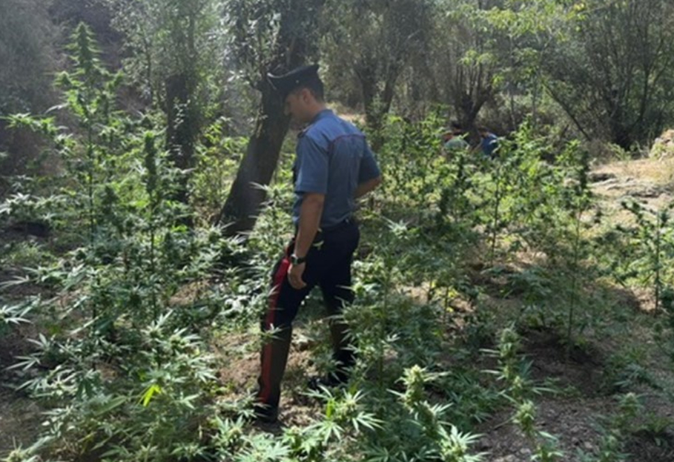 Beccati mentre irrigavano una maxi piantagione di marijuana: due uomini arrestati 73 piantagione cannabis Plati