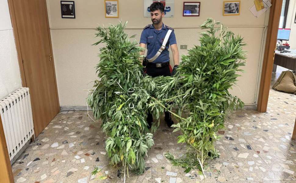 piantagione marijuana mesoraca 01