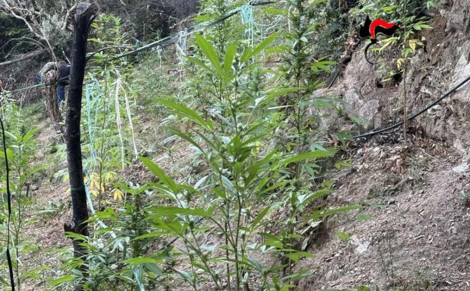 piantagione marijuana mesoraca 02