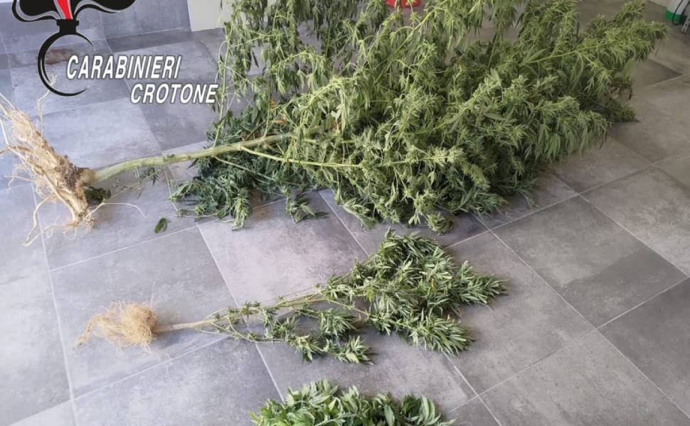 piante marijuana carab crotone caccuri