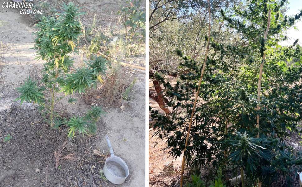 piante marijuana carab crotone