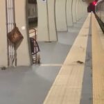 Vaglio Lise, la stazione di Cosenza dimenticata: tra degrado, abbandono e ora anche topi 62 30vagliolise