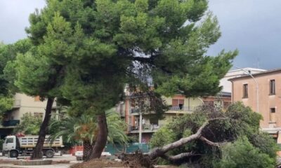 Alberi secolari tagliati a Schiavonea