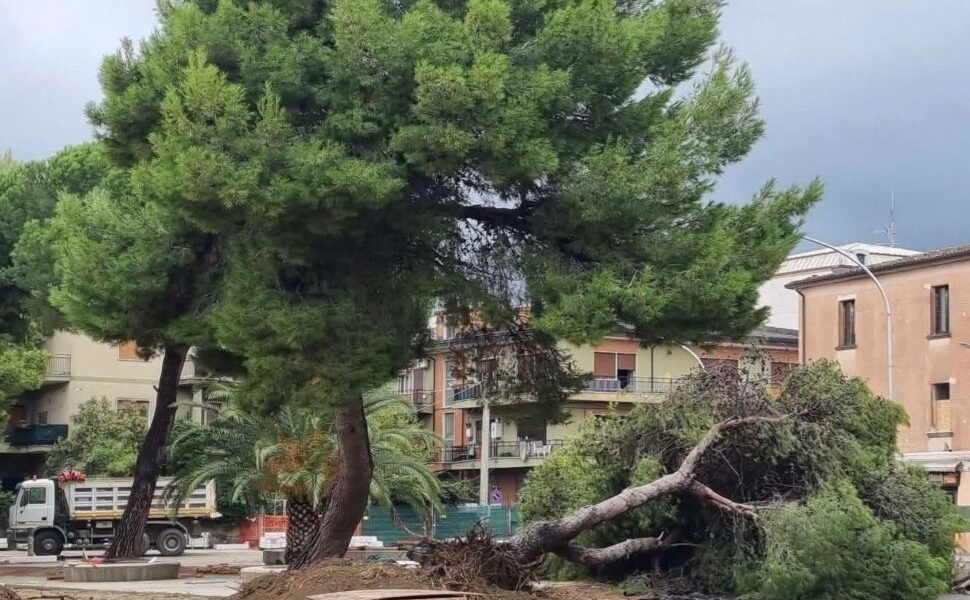 Alberi secolari tagliati a Schiavonea