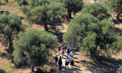 Camminata tra gli Olivi