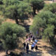Camminata tra gli Olivi