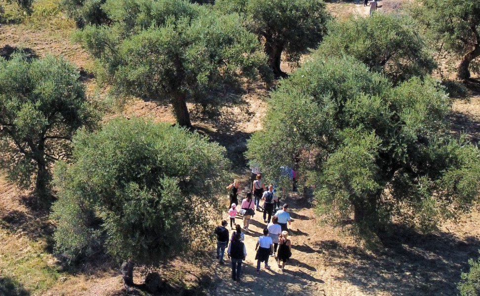 Camminata tra gli Olivi