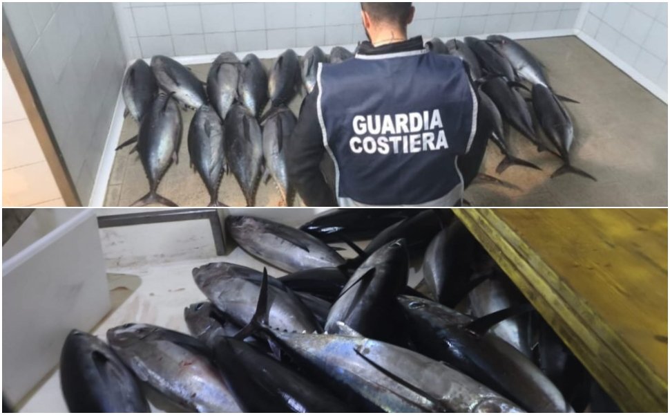 Sequestrati 250 kg di tonno