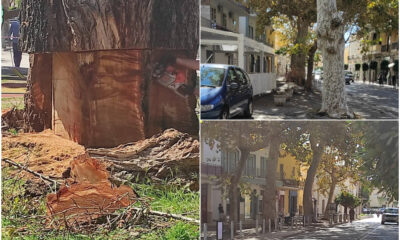 alberi italia nostra praia a mare 01