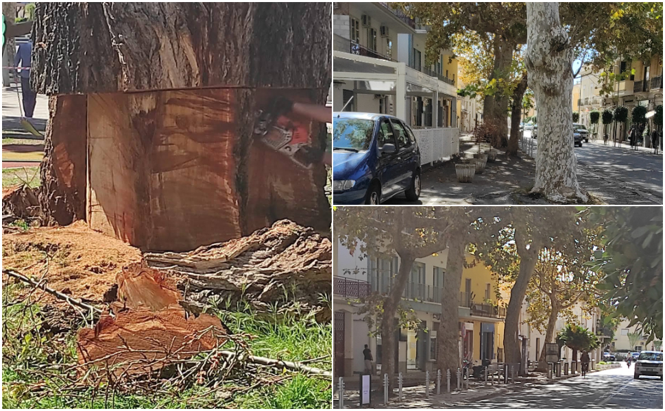 alberi italia nostra praia a mare 01