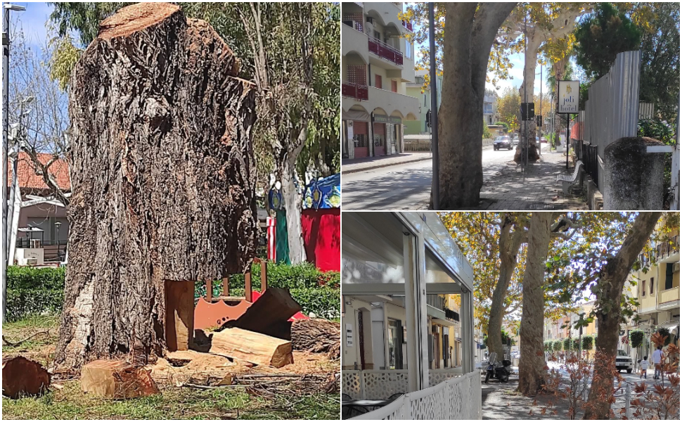 alberi italia nostra praia a mare 02