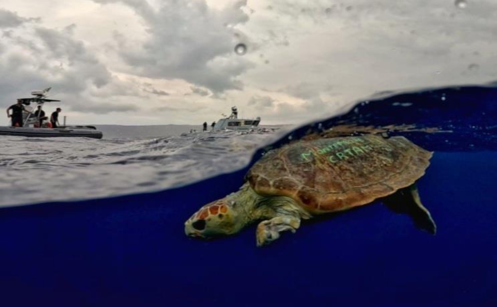 ariel tartaruga finanza 02