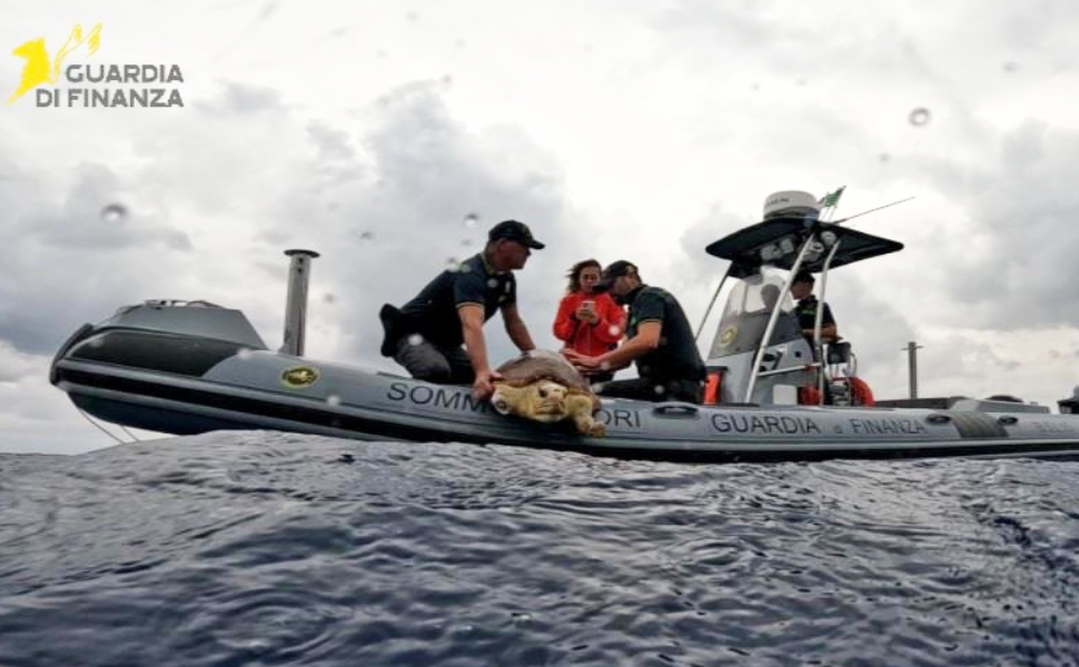 ariel tartaruga finanza