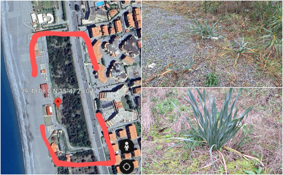 gigli mare scalea frangivento 01