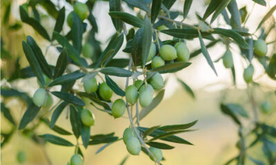 olive