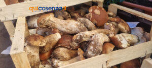 La Sila fa il pieno di turisti. Boom di presenze da tutto il sud per la Sagra del Fungo a Camigliatello Silano - FOTO 62 sagra del fungo 11