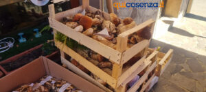 La Sila fa il pieno di turisti. Boom di presenze da tutto il sud per la Sagra del Fungo a Camigliatello Silano - FOTO 57 sagra del fungo 5