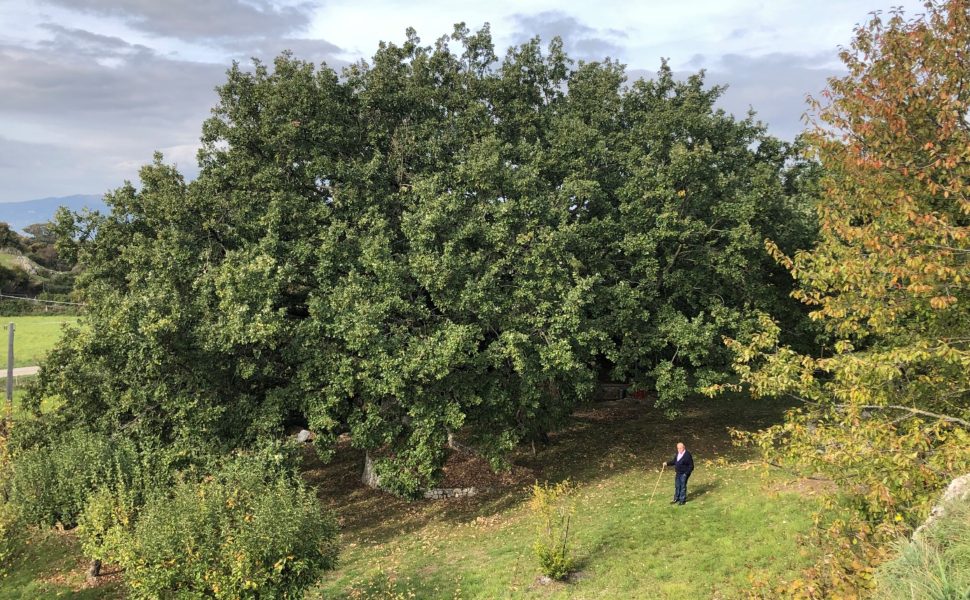 Alberi monumentali Calabria