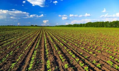 Calabria campi coltivati