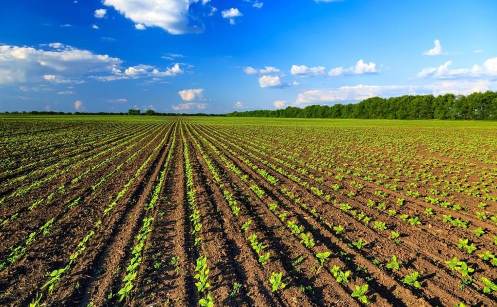 Calabria campi coltivati