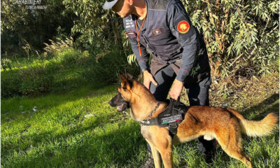 Fenrir cane pollino