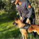 Fenrir cane pollino