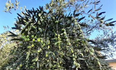 Olive_olio-calabrese