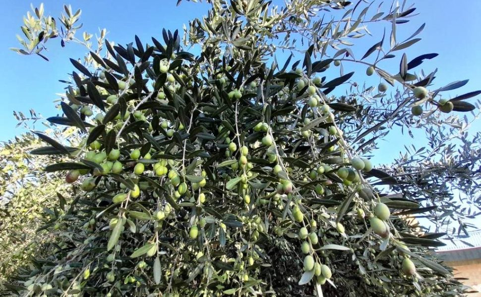 Olive_olio-calabrese