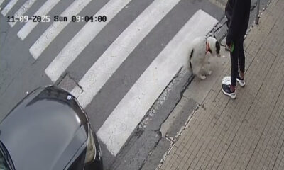 Paola Telecamere deiezioni canine polizia locale 01