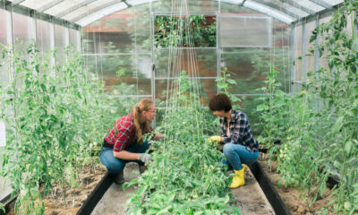 Serre economiche anche a casa