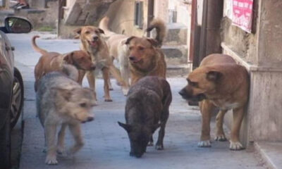 cani-randagi