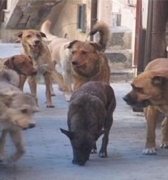 cani-randagi