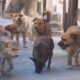 Emergenza randagismo a Rende, Gallo: "Cittadini preoccupati per la sicurezza" 70 cani-randagi