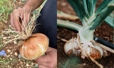 cipolla -bianca_castrovillari