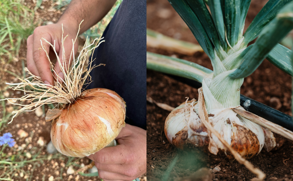 cipolla -bianca_castrovillari