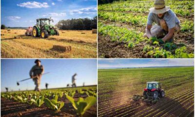 Agricoltura_Calabria