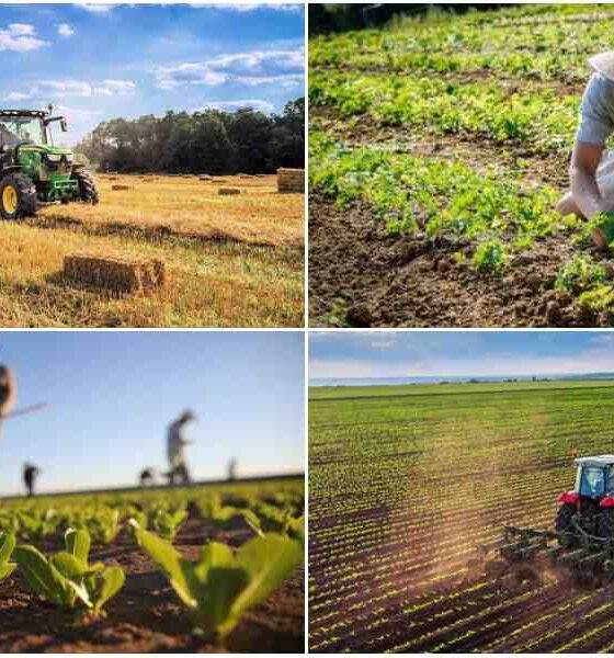 Agricoltura in Calabria, dalla Regione 2 milioni di euro per l'innovazione: al via il bando per i Gruppi Operativi PEI-AGRI 56 Agricoltura_Calabria