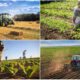 Agricoltura_Calabria