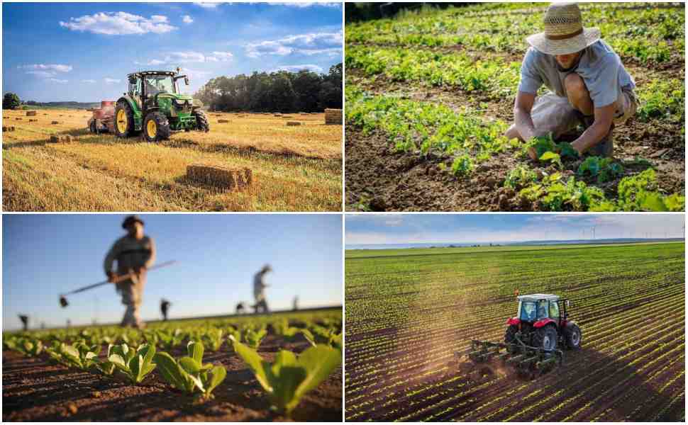 Agricoltura in Calabria, stretta sulle frodi e contributi più veloci: l'accordo con Agea 52 Agricoltura in Calabria